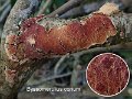 Byssomerulius corium-amf1290